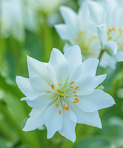 ASHWOOD_NURSERIES_WEST_MIDLANDS_FLOWERS_OF_LEWISIA_TWEEDYI_ALBA