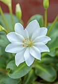 ASHWOOD NURSERIES, WEST MIDLANDS: FLOWERS OF LEWISIA TWEEDYI ALBA