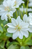 ASHWOOD NURSERIES, WEST MIDLANDS: FLOWERS OF LEWISIA TWEEDYI ALBA