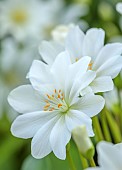 ASHWOOD NURSERIES, WEST MIDLANDS: FLOWERS OF LEWISIA TWEEDYI ALBA