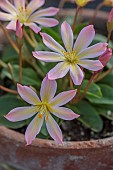 ASHWOOD NURSERIES, WEST MIDLANDS: PINK APRICOT FLOWERS OF LEWISIA TWEEDYI ELLIOTS VARIETY