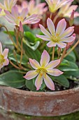 ASHWOOD NURSERIES, WEST MIDLANDS: PINK APRICOT FLOWERS OF LEWISIA TWEEDYI ELLIOTS VARIETY