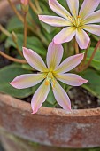 ASHWOOD NURSERIES, WEST MIDLANDS: PINK APRICOT FLOWERS OF LEWISIA TWEEDYI ELLIOTS VARIETY
