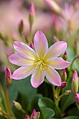 ASHWOOD NURSERIES, WEST MIDLANDS: PINK APRICOT FLOWERS OF LEWISIA TWEEDYI ELLIOTS VARIETY