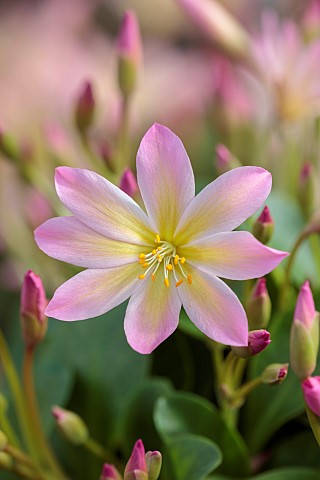 ASHWOOD_NURSERIES_WEST_MIDLANDS_PINK_APRICOT_FLOWERS_OF_LEWISIA_TWEEDYI_ELLIOTS_VARIETY