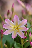ASHWOOD NURSERIES, WEST MIDLANDS: PINK APRICOT FLOWERS OF LEWISIA TWEEDYI ELLIOTS VARIETY