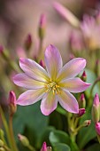 ASHWOOD NURSERIES, WEST MIDLANDS: PINK APRICOT FLOWERS OF LEWISIA TWEEDYI ELLIOTS VARIETY