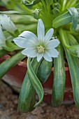 ASHWOOD NURSERIES, WEST MIDLANDS: WHITE FLOWERS OF LEWISIA BRACHYCALYX WHITE