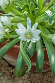 ASHWOOD NURSERIES, WEST MIDLANDS: WHITE FLOWERS OF LEWISIA BRACHYCALYX WHITE