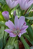 ASHWOOD NURSERIES, WEST MIDLANDS: WHITE FLOWERS OF LEWISIA BRACHYCALYX PINK