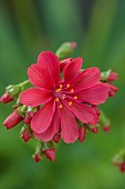 ASHWOOD NURSERIES, WEST MIDLANDS: RED FLOWERS OF LEWISIA COTYLEDON RED