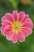 ASHWOOD NURSERIES, WEST MIDLANDS: RED FLOWERS OF LEWISIA COTYLEDON PINK