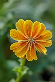 ASHWOOD NURSERIES, WEST MIDLANDS: RED FLOWERS OF LEWISIA COTYLEDON ORANGE