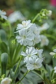 ASHWOOD NURSERIES, WEST MIDLANDS: WHITE FLOWERS OF LEWISIA COTYLEDON WHITE