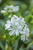 ASHWOOD NURSERIES, WEST MIDLANDS: WHITE FLOWERS OF LEWISIA COTYLEDON WHITE