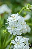 ASHWOOD NURSERIES, WEST MIDLANDS: WHITE FLOWERS OF LEWISIA COTYLEDON WHITE