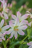 ASHWOOD NURSERIES, WEST MIDLANDS: FLOWERS OF LEWISIA TWEEDYI APRICOT