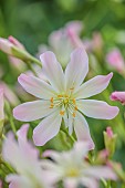 ASHWOOD NURSERIES, WEST MIDLANDS: FLOWERS OF LEWISIA TWEEDYI APRICOT