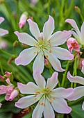 ASHWOOD NURSERIES, WEST MIDLANDS: FLOWERS OF LEWISIA TWEEDYI APRICOT