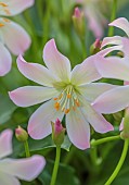 ASHWOOD NURSERIES, WEST MIDLANDS: FLOWERS OF LEWISIA TWEEDYI APRICOT