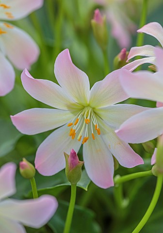 ASHWOOD_NURSERIES_WEST_MIDLANDS_FLOWERS_OF_LEWISIA_TWEEDYI_APRICOT