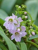 ASHWOOD NURSERIES, WEST MIDLANDS: PINK, WHITE FLOWERS OF LEWISIA CONGDONII