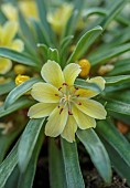 ASHWOOD NURSERIES, WEST MIDLANDS: PALE YELLOW FLOWERS OF LEWISIA ASHWOOD CAROUSEL HYBRIDS
