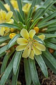 ASHWOOD NURSERIES, WEST MIDLANDS: PALE YELLOW FLOWERS OF LEWISIA ASHWOOD CAROUSEL HYBRIDS