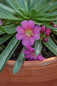 ASHWOOD NURSERIES, WEST MIDLANDS: PINK FLOWERS OF LEWISIA ASHWOOD CAROUSEL HYBRIDS