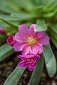 ASHWOOD NURSERIES, WEST MIDLANDS: PINK FLOWERS OF LEWISIA ASHWOOD CAROUSEL HYBRIDS