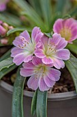 ASHWOOD NURSERIES, WEST MIDLANDS: PINK FLOWERS OF LEWISIA ASHWOOD CAROUSEL HYBRIDS