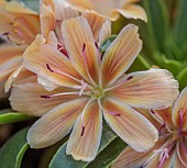 ASHWOOD NURSERIES, WEST MIDLANDS: APRICOT FLOWERS OF LEWISIA ASHWOOD CAROUSEL HYBRIDS
