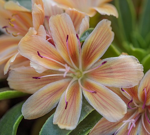 ASHWOOD_NURSERIES_WEST_MIDLANDS_APRICOT_FLOWERS_OF_LEWISIA_ASHWOOD_CAROUSEL_HYBRIDS
