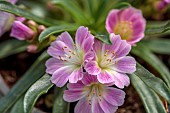 ASHWOOD NURSERIES, WEST MIDLANDS: PINK FLOWERS OF LEWISIA ASHWOOD CAROUSEL HYBRIDS