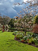ASHWOOD NURSERIES, WEST MIDLANDS: JOHN MASSEY GARDEN, MARCH, DAFFODILS, AMELANCHIER, CANAL, LAWN