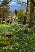 ASHWOOD NURSERIES, WEST MIDLANDS: JOHN MASSEY GARDEN, MARCH, WHITE FLOWERS OF SNAKES HEAD FRITILLARY, FRITILLARIA MELEAGRIS, CANAL, LAWN