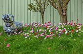 ASHWOOD NURSERIES, WEST MIDLANDS: JOHN MASSEY GARDEN, MARCH, MEADOW, ANEMONE PAVONINA, NATURALISED IN GRASS, BULBS, SPRING