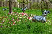 ASHWOOD NURSERIES, WEST MIDLANDS: JOHN MASSEY GARDEN, MARCH, MEADOW, ANEMONE PAVONINA, NATURALISED IN GRASS, BULBS, SPRING