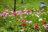 ASHWOOD NURSERIES, WEST MIDLANDS: JOHN MASSEY GARDEN, MARCH, MEADOW, ANEMONE PAVONINA, NATURALISED IN GRASS, BULBS, SPRING