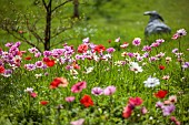 ASHWOOD NURSERIES, WEST MIDLANDS: JOHN MASSEY GARDEN, MARCH, MEADOW, ANEMONE PAVONINA, NATURALISED IN GRASS, BULBS, SPRING