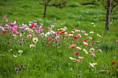 ASHWOOD NURSERIES, WEST MIDLANDS: JOHN MASSEY GARDEN, MARCH, MEADOW, ANEMONE PAVONINA, NATURALISED IN GRASS, BULBS, SPRING