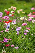 ASHWOOD NURSERIES, WEST MIDLANDS: JOHN MASSEY GARDEN, MARCH, MEADOW, ANEMONE PAVONINA, NATURALISED IN GRASS, BULBS, SPRING