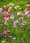 ASHWOOD NURSERIES, WEST MIDLANDS: JOHN MASSEY GARDEN, MARCH, MEADOW, ANEMONE PAVONINA, NATURALISED IN GRASS, BULBS, SPRING