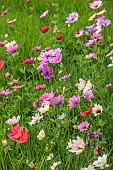 ASHWOOD NURSERIES, WEST MIDLANDS: JOHN MASSEY GARDEN, MARCH, MEADOW, ANEMONE PAVONINA, NATURALISED IN GRASS, BULBS, SPRING