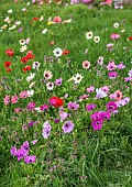 ASHWOOD NURSERIES, WEST MIDLANDS: JOHN MASSEY GARDEN, MARCH, MEADOW, ANEMONE PAVONINA, NATURALISED IN GRASS, BULBS, SPRING