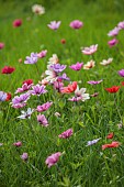 ASHWOOD NURSERIES, WEST MIDLANDS: JOHN MASSEY GARDEN, MARCH, MEADOW, ANEMONE PAVONINA, NATURALISED IN GRASS, BULBS, SPRING