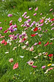 ASHWOOD NURSERIES, WEST MIDLANDS: JOHN MASSEY GARDEN, MARCH, MEADOW, ANEMONE PAVONINA, NATURALISED IN GRASS, BULBS, SPRING