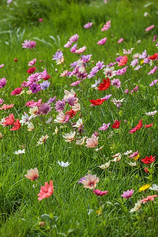 ASHWOOD_NURSERIES_WEST_MIDLANDS_JOHN_MASSEY_GARDEN_MARCH_MEADOW_ANEMONE_PAVONINA_NATURALISED_IN_GRAS