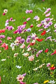 ASHWOOD NURSERIES, WEST MIDLANDS: JOHN MASSEY GARDEN, MARCH, MEADOW, ANEMONE PAVONINA, NATURALISED IN GRASS, BULBS, SPRING