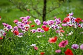 ASHWOOD NURSERIES, WEST MIDLANDS: JOHN MASSEY GARDEN, MARCH, MEADOW, ANEMONE PAVONINA, NATURALISED IN GRASS, BULBS, SPRING